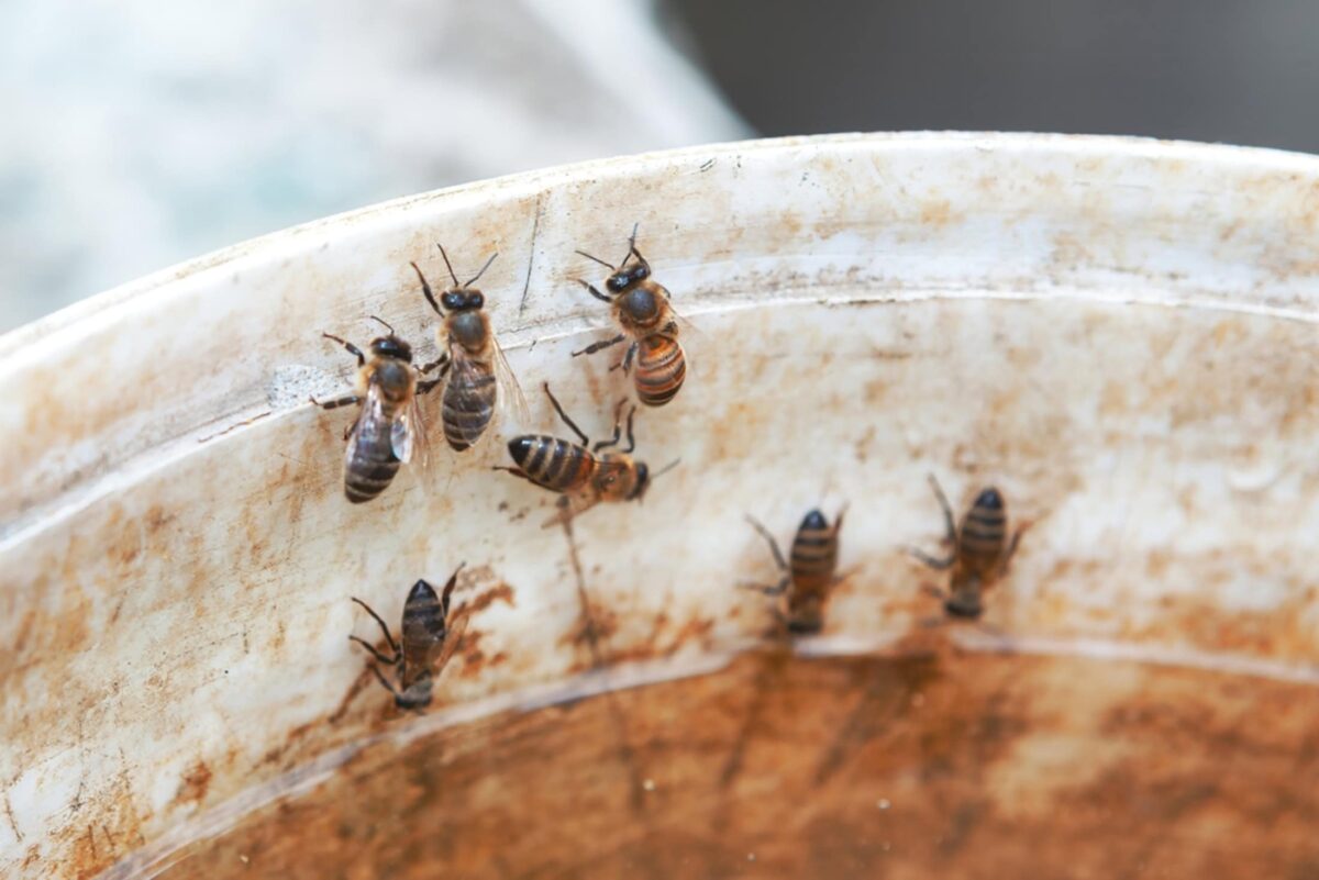 Abelhas-rainha conseguem sobreviver debaixo d’água, aponta estudo