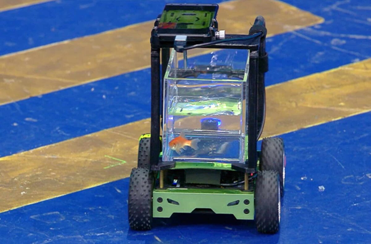 Peixe “dirige” carro por 12 metros e entra no Guinness