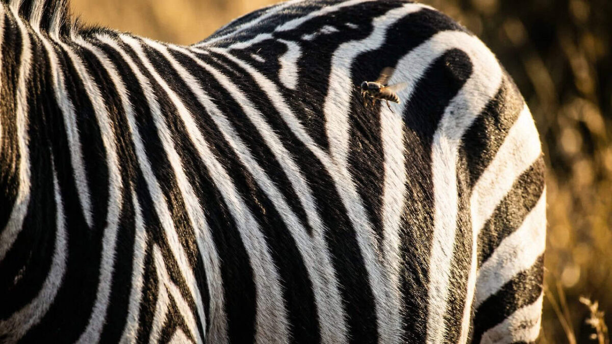 Por que as zebras têm listras? A resposta é mais estranha do que parece