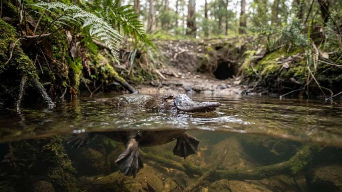 A ciência revelou o mamífero mais estranho, e você provavelmente nunca imaginou isso