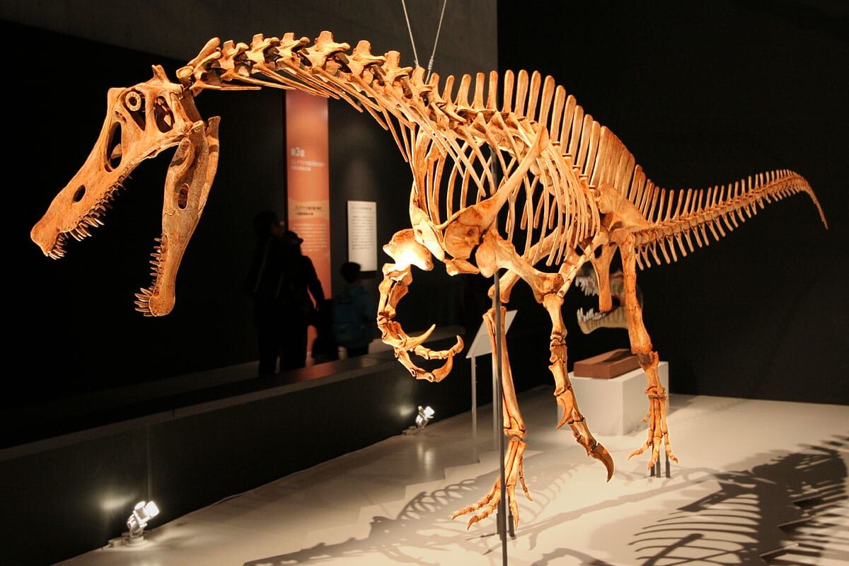 Fóssil de dinossauro roubado deixa a Alemanha e volta ao Brasil após 30 anos