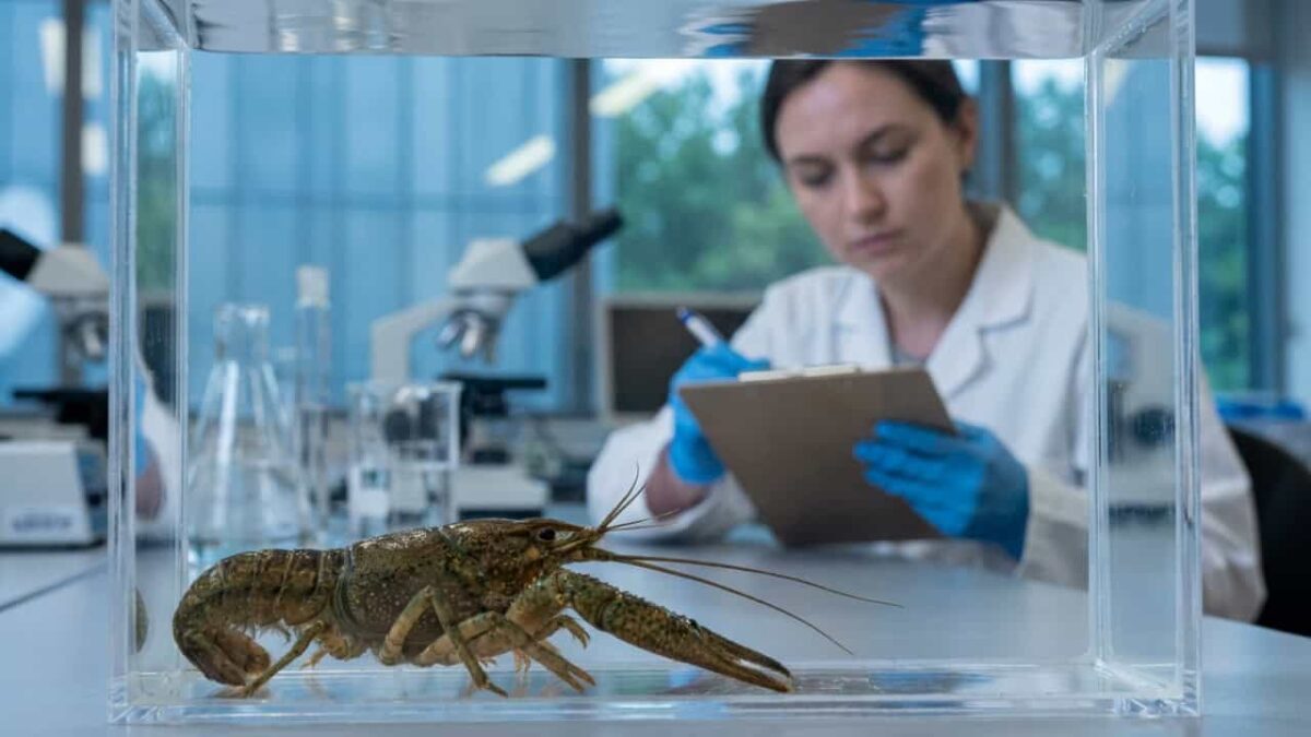 Pesquisadores descobrem animal que sente dor como humanos e resultado intriga a ciência