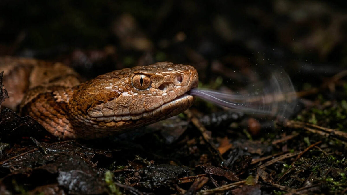 O radar químico que faz as cobras sentirem o cheiro das coisas usando a língua