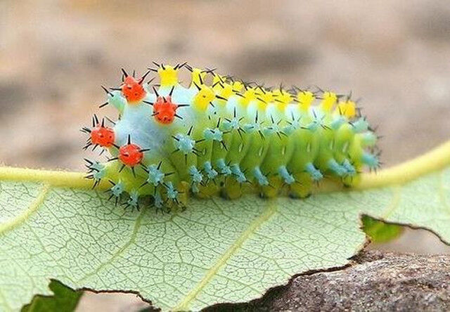 As 10 mais fascinantes lagartas do mundo