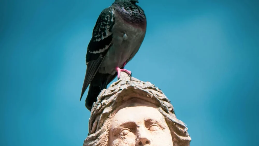 As aves que dominaram as cidades podem ter ajudado a construir as primeiras civilizações humanas