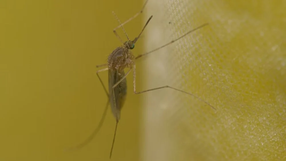 Cientistas descobriram um “ponto fraco” comum entre dengue, zika e outros vírus perigosos