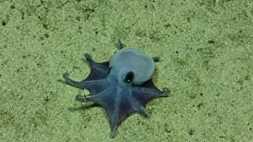 Encontraram nas profundezas de Galápagos uma criatura minúscula que deixou cientistas em choque