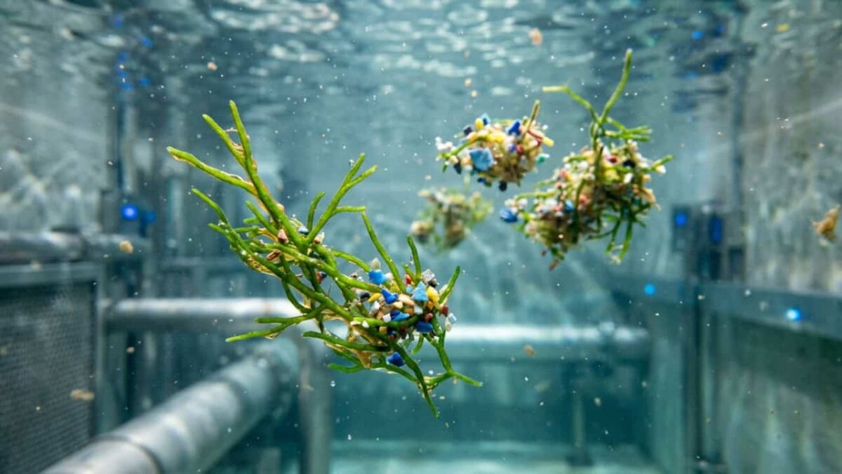Estudos indicam que uma espécie de alga tem potencial para eliminar microplásticos da água potável