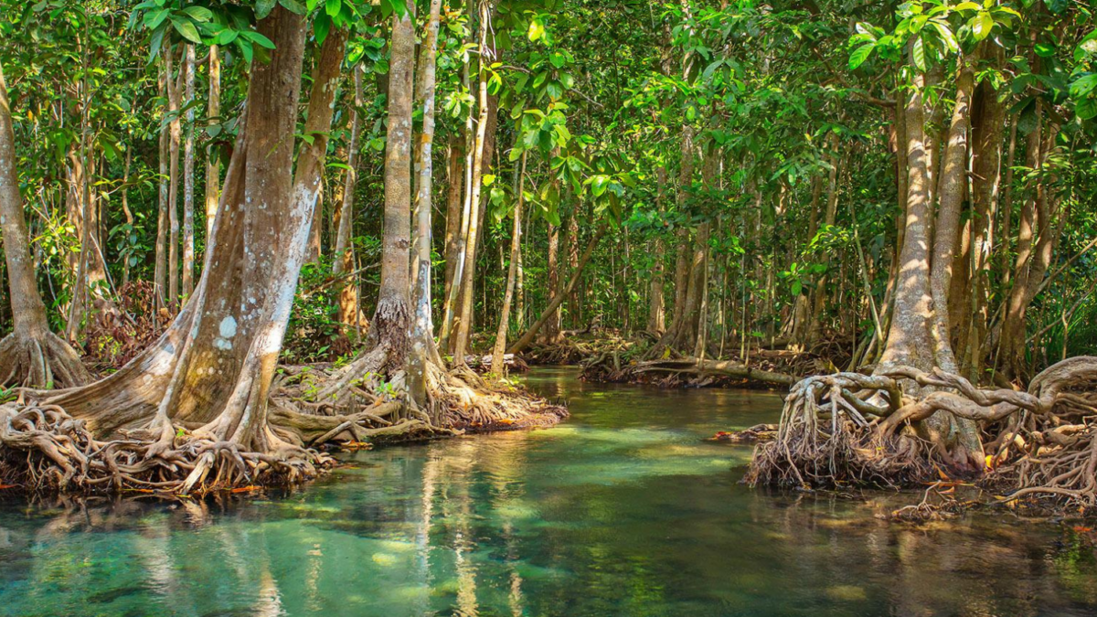 Existe uma floresta na América Latina que parece flutuar sobre o mar: ela filtra sal, protege as costas e sustenta ecossistemas inteiros