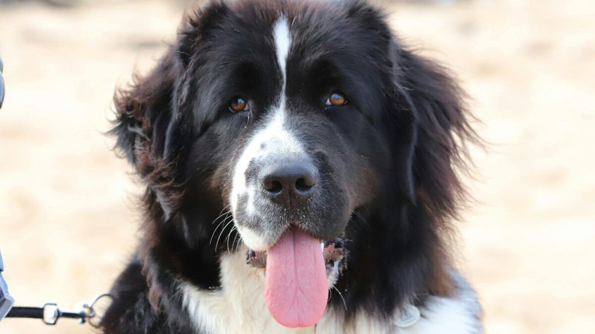 Seu cachorro pode ser considerado idoso muito antes do que você imagina — e isso depende mais da raça do que da idade em si