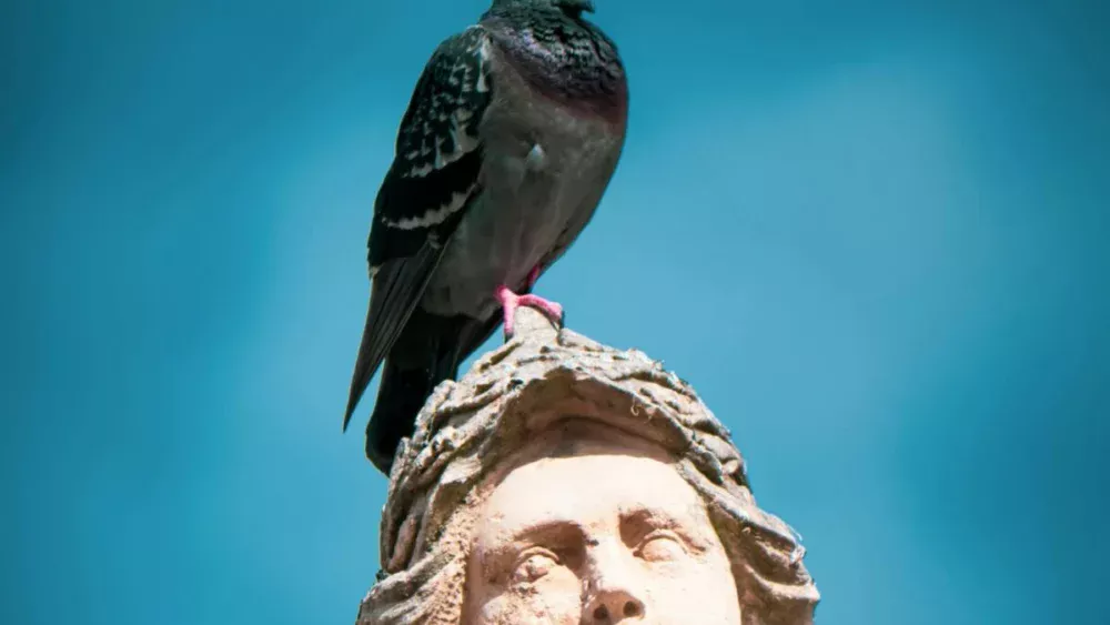 As aves que dominaram as cidades podem ter ajudado a construir as primeiras civilizações humanas