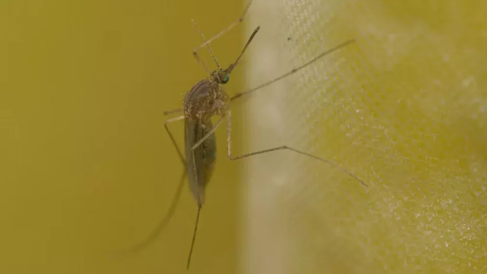 Cientistas descobriram um “ponto fraco” comum entre dengue, zika e outros vírus perigosos