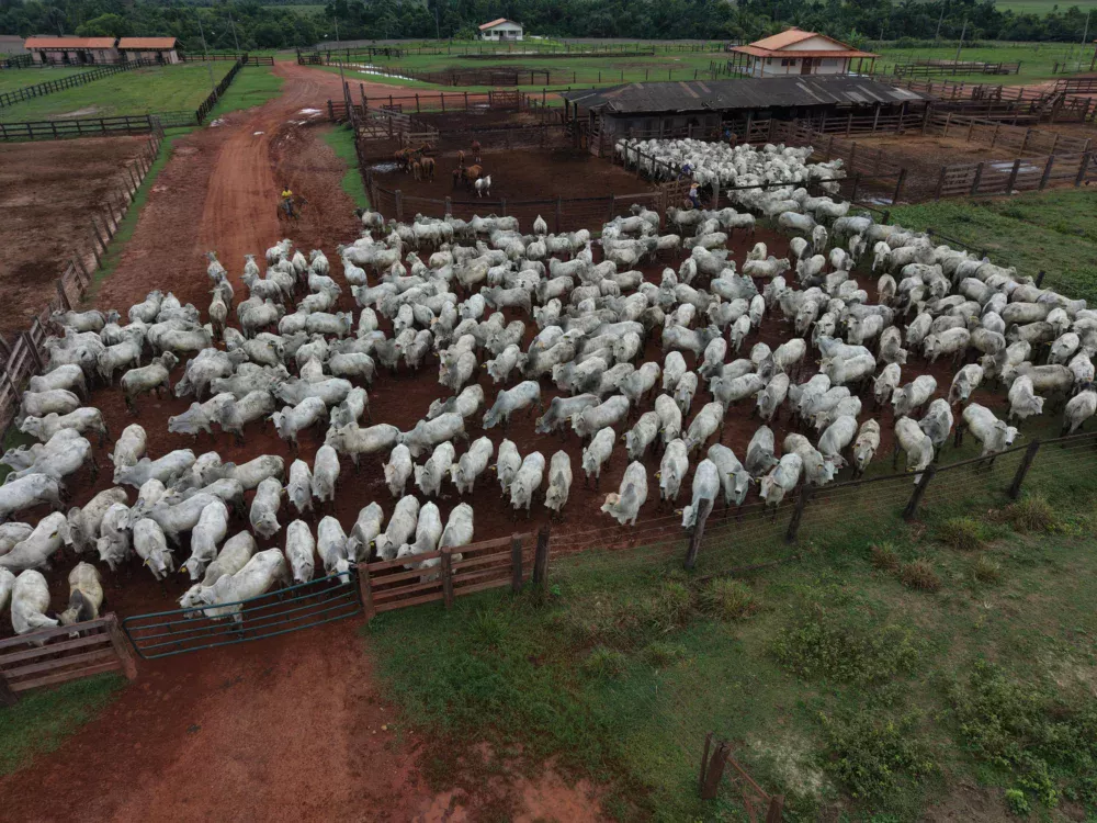Frio intenso provoca a morte de mais de 80 bovinos em Mato Grosso do Sul