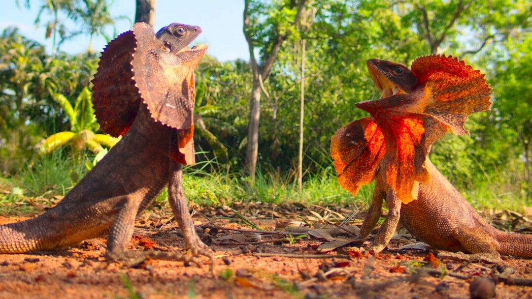 Luto pelos dinossauros invade as redes e mostra como jovens vêm o futuro