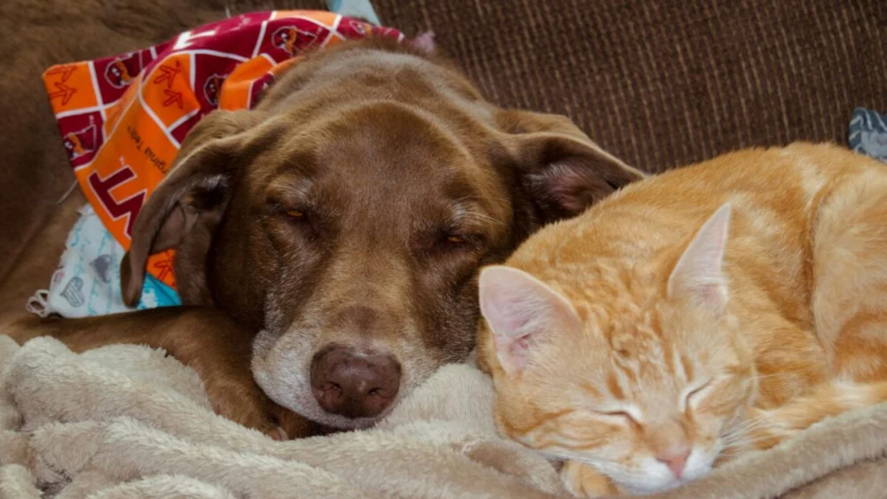 A ciência descobriu que seu cachorro ou gato pode estar fazendo muito mais pela sua saúde do que você imagina
