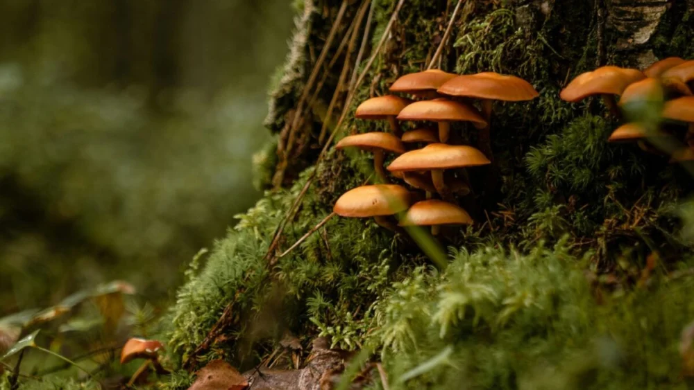 A gigantesca estrutura escondida sob nossos pés pode ser uma das mais importantes da Terra