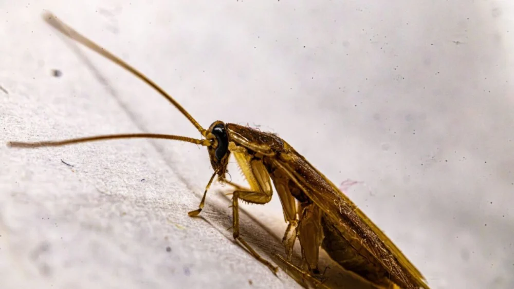 Cientistas descobrem milhares de fragmentos de DNA estranho escondidos em baratas