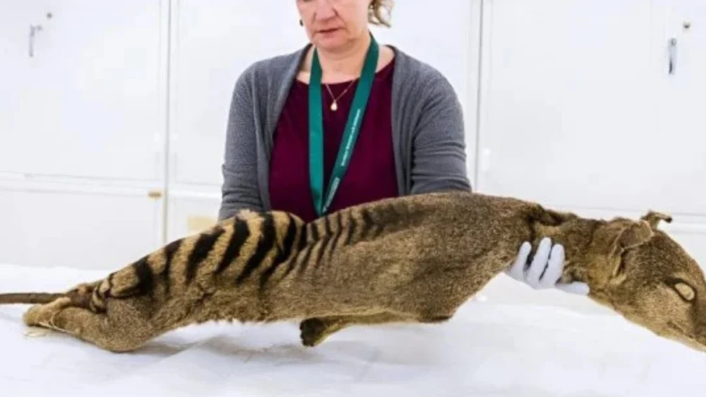 Cientistas recuperaram sinais biológicos de um animal extinto há quase 90 anos, e o resultado pode mudar tudo o que sabemos sobre a vida no passado