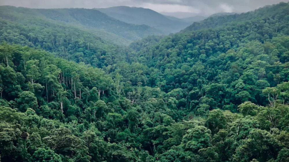 Depois de décadas de destruição, a Mata Atlântica alcança um marco histórico no Brasil e dá aos cientistas um raro motivo para comemorar