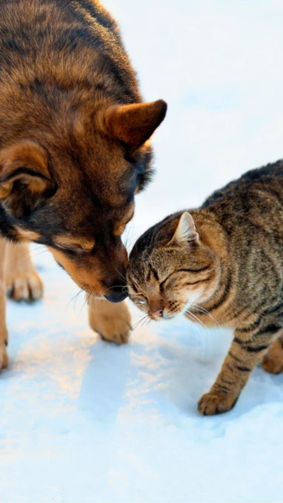 Microplásticos já contaminam rações para cães e gatos