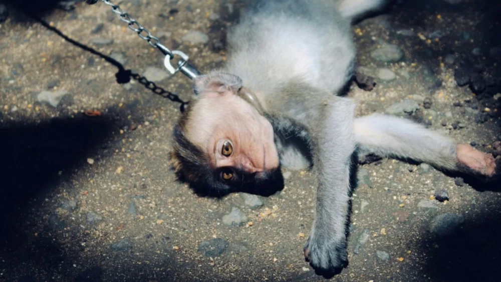 O que leva alguém a filmar a crueldade? Especialistas alertam para um sinal que não deve ser ignorado