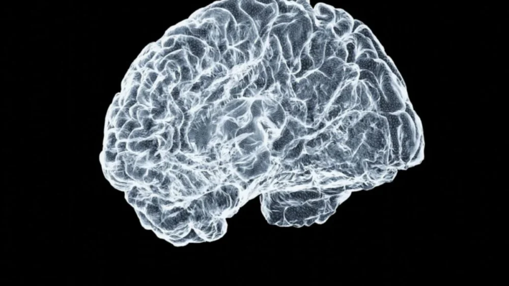 Uma descoberta do MIT está fazendo neurocientistas revisarem antigas certezas