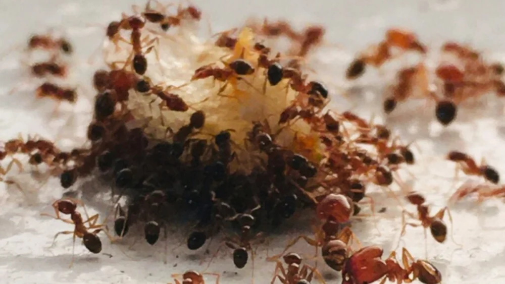 O que significa o aparecimento de formigas dentro de casa? A resposta está menos na superstição e mais no ambiente ao seu redor