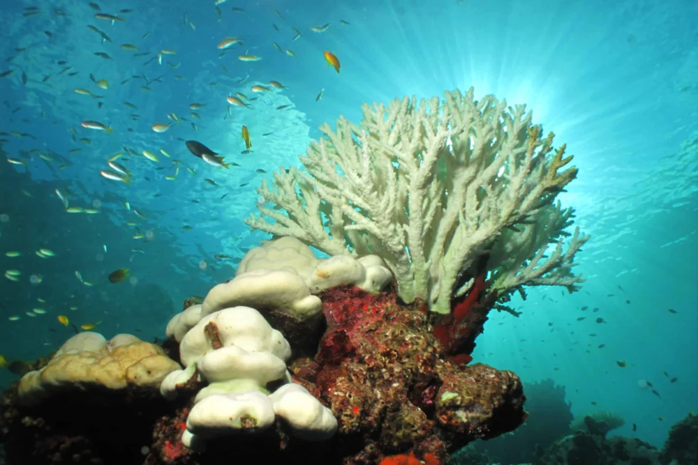 ONU aponta colapso iminente do gelo ártico e dos recifes de coral