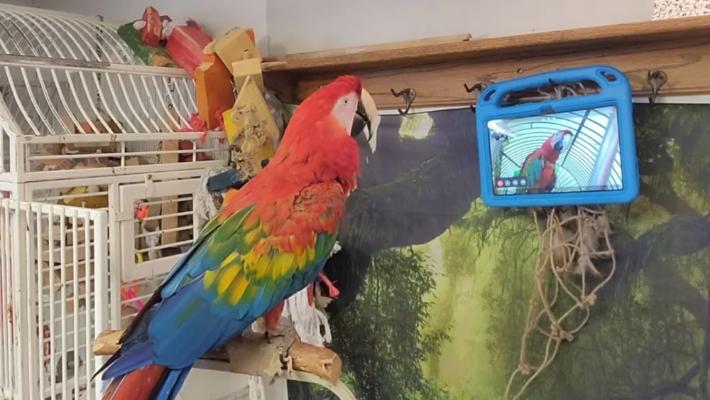 Cientistas ensinam aves a fazer videochamadas para socializar entre si