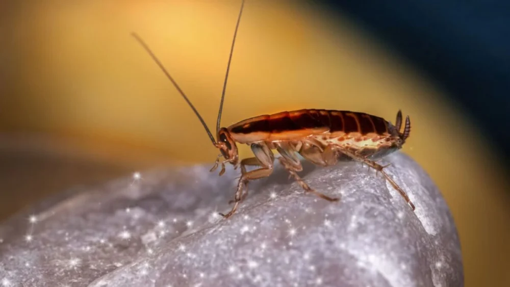 Cientistas transformam baratas em ciborgues capazes de respirar debaixo d’água para missões de resgate