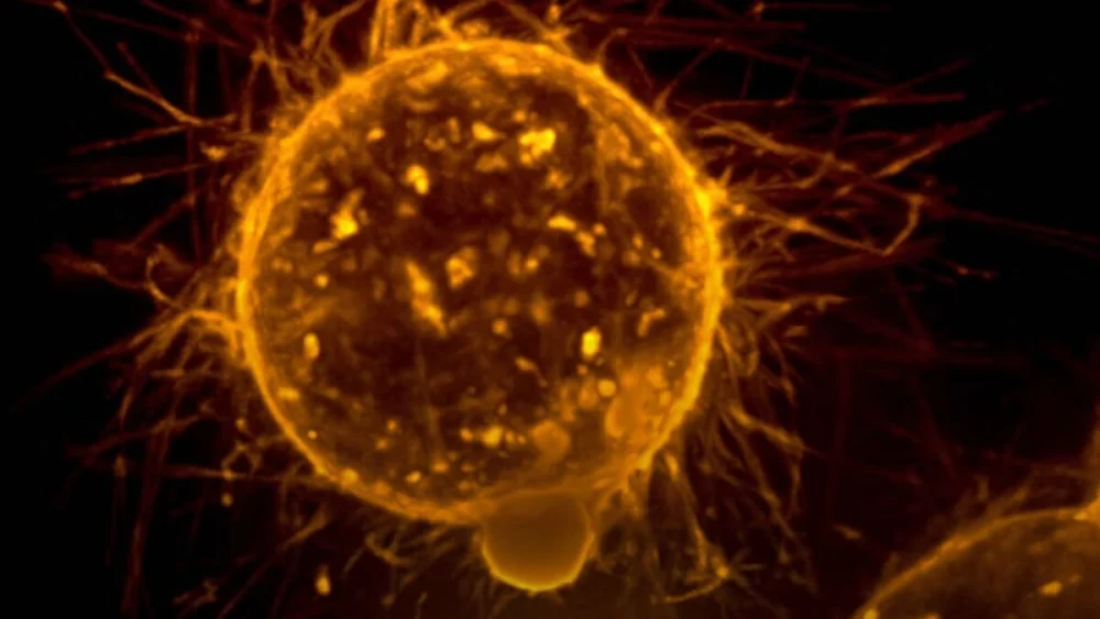 Nova tecnologia baseada em luz pode ajudar a eliminar células cancerosas “adormecidas”