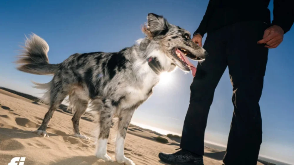 Novo rastreador para cães usa satélites da Starlink para localizar pets até fora da cobertura de celular
