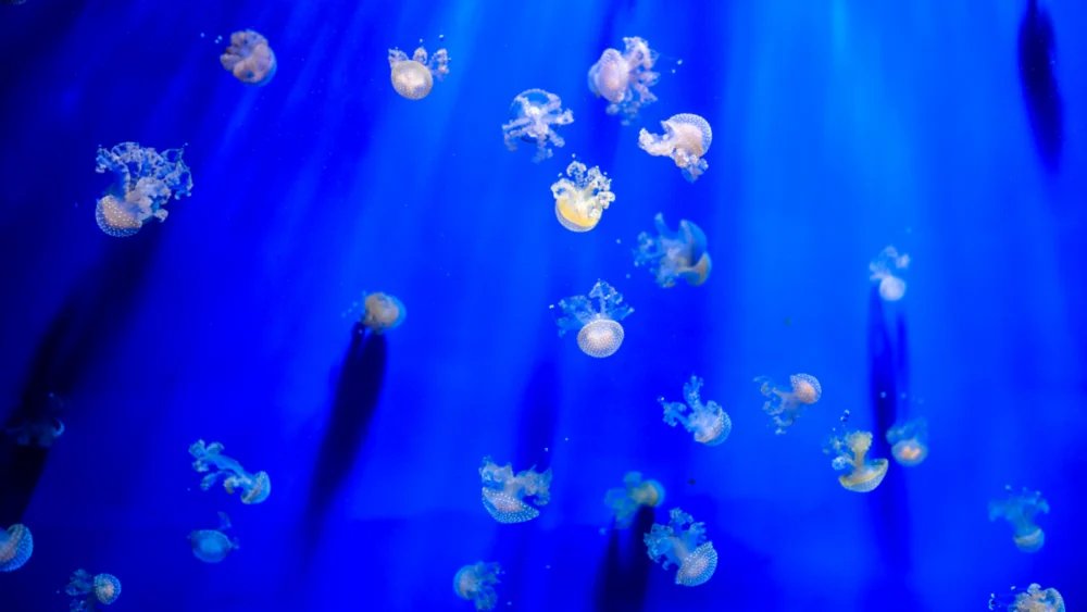 O aquecimento dos oceanos já está alterando um dos maiores produtores de oxigênio do planeta