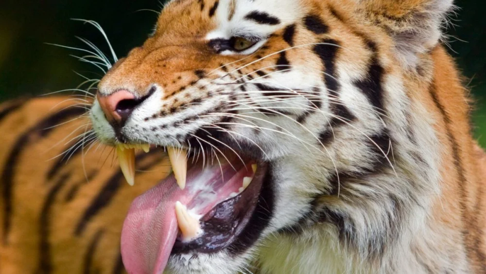 O órgão que mudou a história da vida na Terra e permitiu que os animais deixassem os oceanos