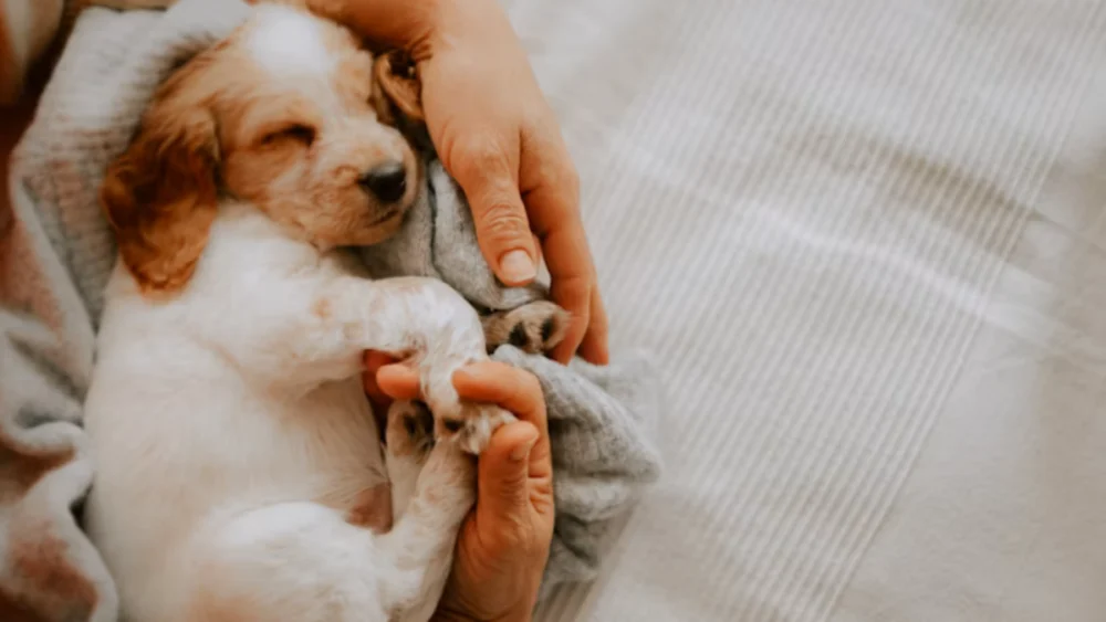 Por que os cães gostam de dormir com os donos? A ciência explica esse comportamento