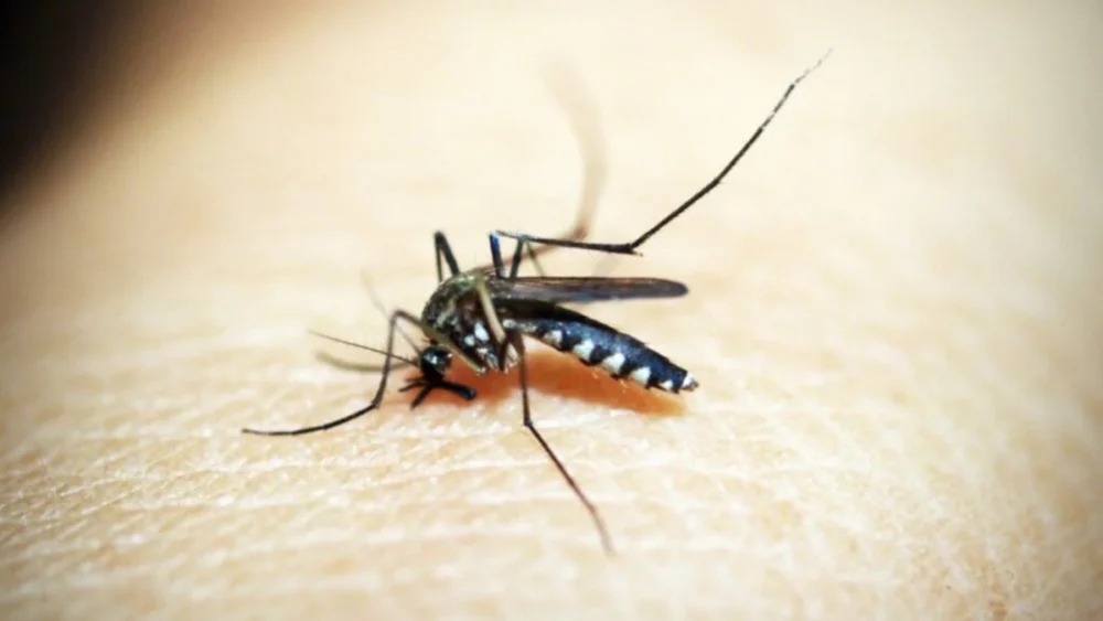 Por que os mosquitos parecem escolher sempre as mesmas pessoas? A ciência descobriu pistas surpreendentes