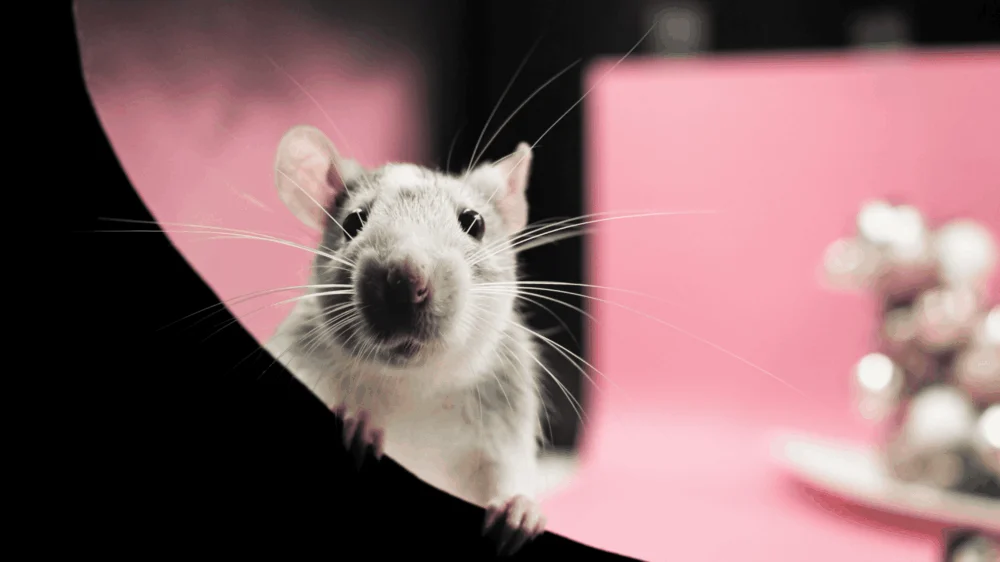 Ratos demonstram empatia em níveis graduais, aponta estudo alemão