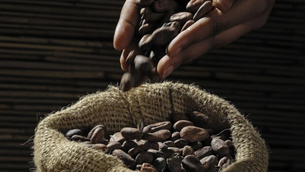 Sabores que nasceram na floresta estão conquistando o Brasil e escondem uma revolução econômica