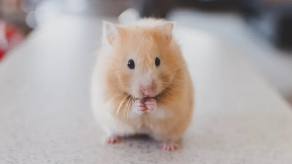 Cientistas criam camundongo usando um gene quase 1 bilhão de anos mais antigo que os animais — e o resultado muda o que sabemos sobre a evolução