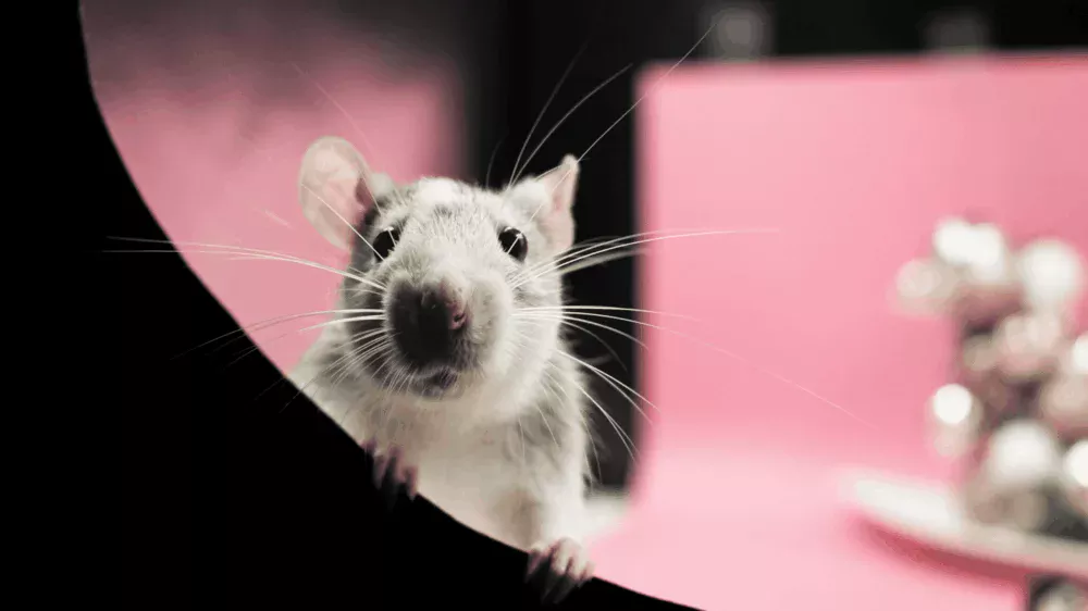 Ratos demonstram empatia em níveis graduais, aponta estudo alemão