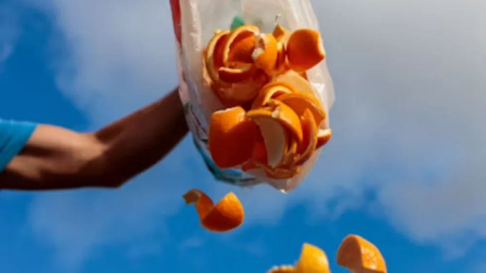 12 mil toneladas de cascas de laranja transformaram uma área degradada em uma floresta tropical exuberante