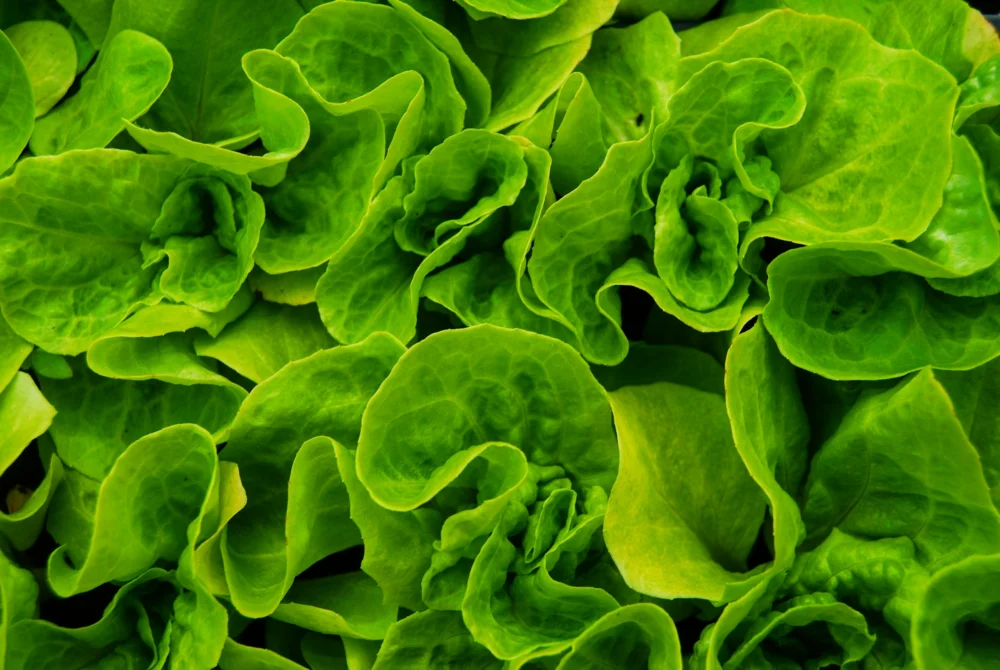 Alface com gosto de porco? Cientistas transplantam proteína da carne para a hortaliça