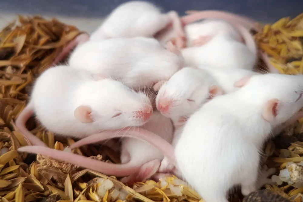 Cientistas criam clones fêmeas de camundongos machos com técnica genética inédita