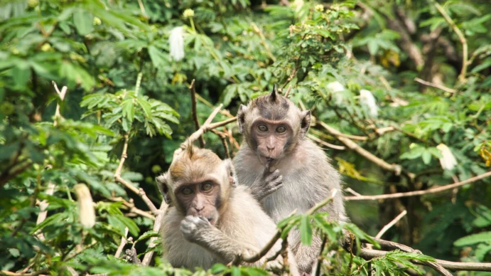 Cientistas instalaram uma tela com IA no meio da floresta e os macacos descobriram sozinhos o que fazer com ela
