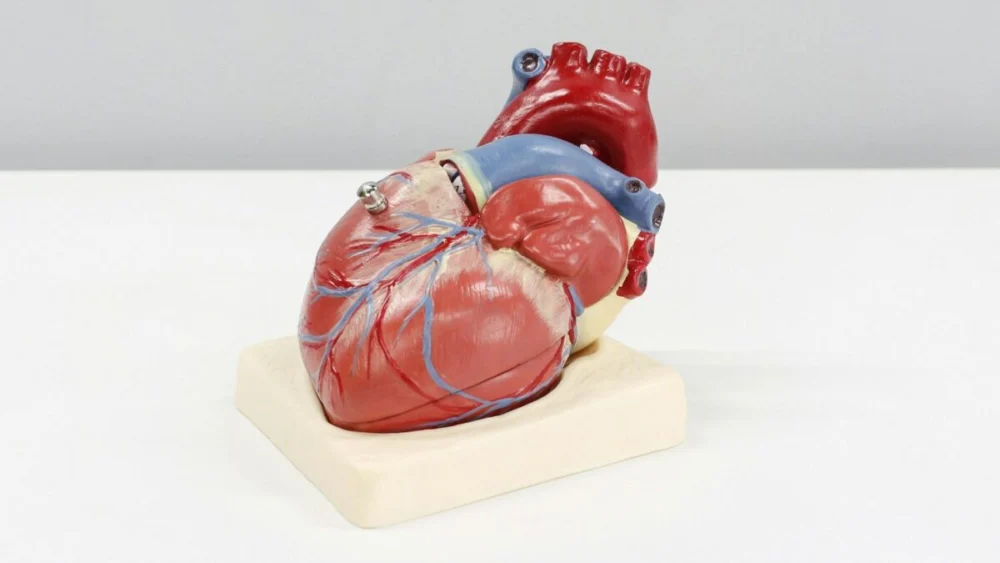 Ela tem apenas 25 anos e desenvolveu um gel que pode ajudar o coração a reparar danos deixados por um infarto