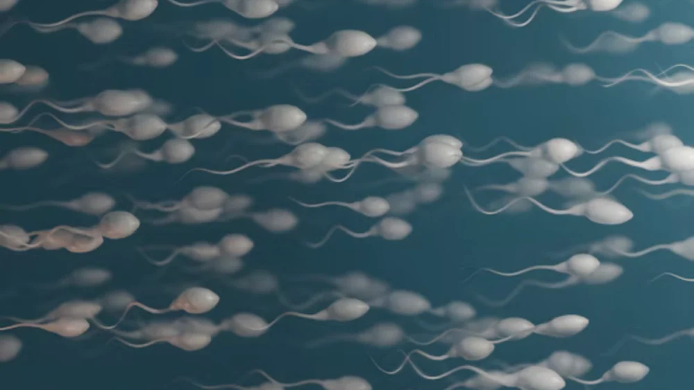 Fertilidade também pode depender das bactérias presentes no sêmen, aponta estudo