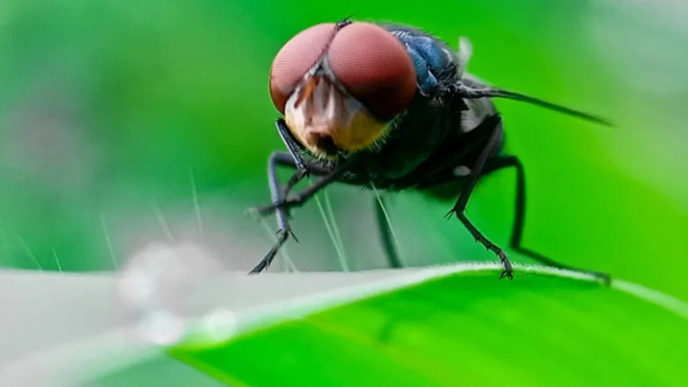 Mosca que devora carne viva volta a se espalhar e já provoca mortes em humanos