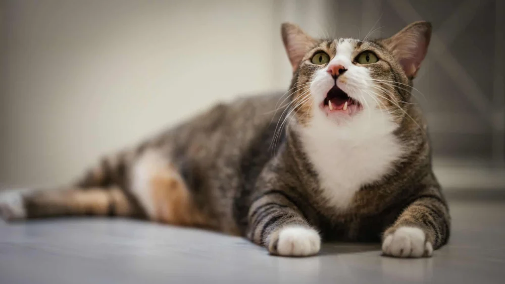 Seu gato faz cara de nojo? Entenda por que ele abre a boca após sentir cheiros