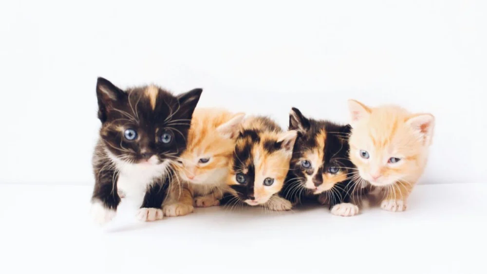 Sua gata teve filhotes completamente diferentes? Existe uma explicação fascinante