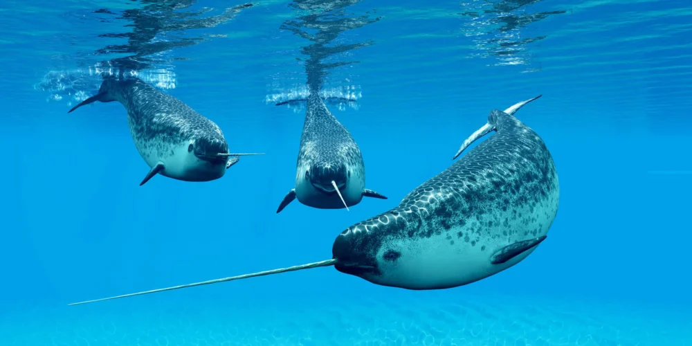 Unicórnio do mar: cientistas desvendam mistério do chifre do narval, a única presa reta da natureza – que pode chegar a 3 metros de comprimento